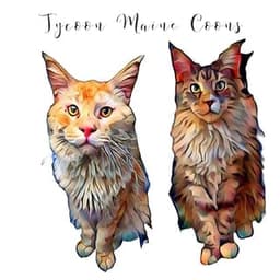 Tycoon Mainecoons